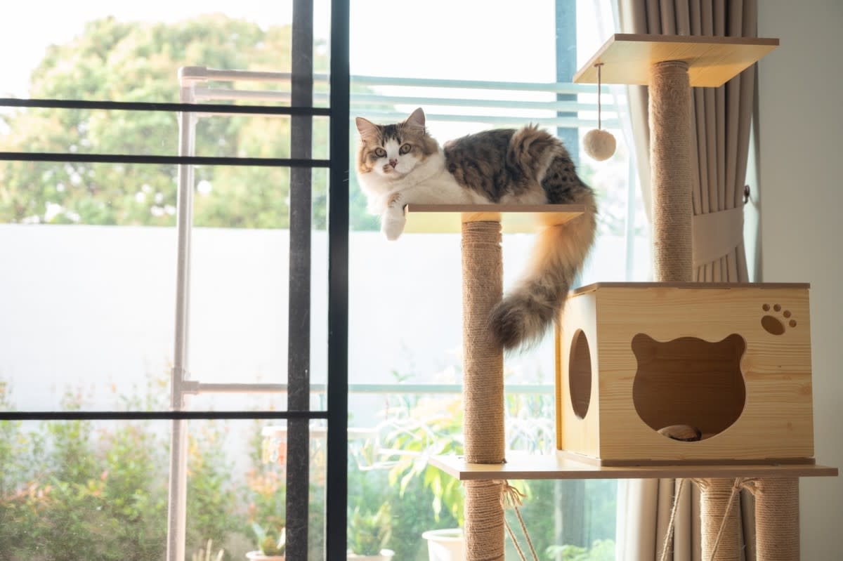 A fluffy cat sitting in a stylish wooden cat tree<p>Boyloso via Shutterstock</p>