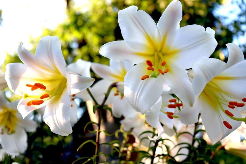 scented plants white lily