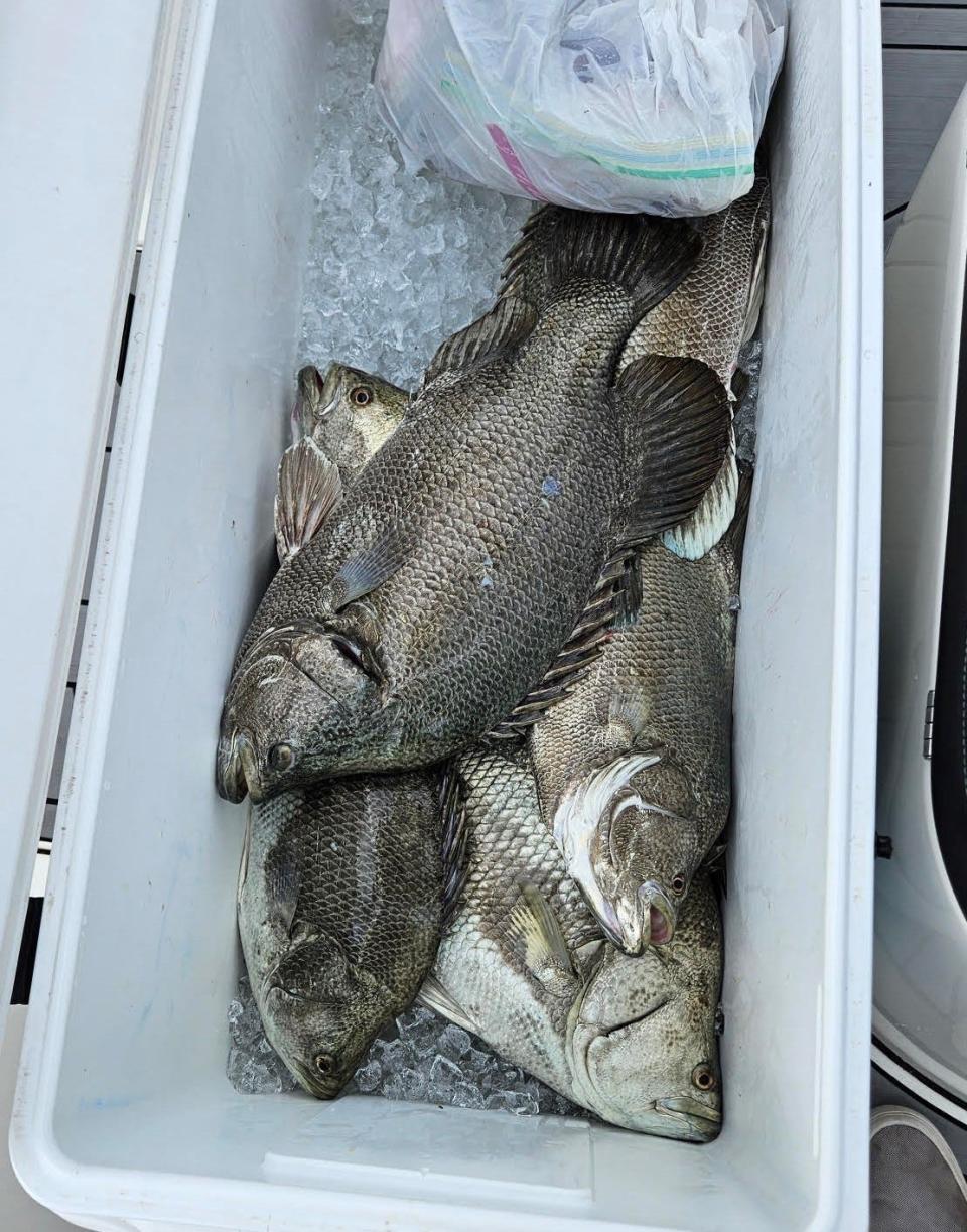 Tripletails in the cooler! Raymond Cardona Jr. and friends got into some trips this past week near Ponce Inlet.