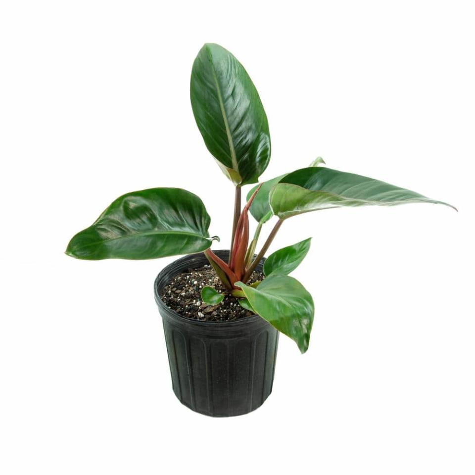 <p><a href="https://go.redirectingat.com?id=74968X1596630&url=https%3A%2F%2Fwww.homedepot.com%2Fp%2Fnational-PLANT-NETWORK-Rojo-Congo-Philodendron-Plant-Philodendron-in-10-in-Grower-Container-1-Plant-HD7752%2F317995232&sref=https%3A%2F%2Fwww.womansday.com%2Fhome%2Fdecorating%2Fg60763194%2Fbest-low-light-indoor-plants%2F" rel="nofollow noopener" target="_blank" data-ylk="slk:Shop Now;elm:context_link;itc:0;sec:content-canvas" class="link ">Shop Now</a></p><p>Rojo Congo Philodendron </p><p>homedepot.com</p><p>$31.59</p><span class="copyright">National Plant Network</span>