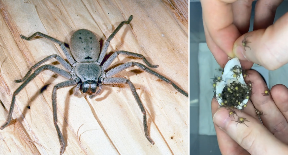 A huntsman spider on a wooden floor (left) and a man opening an egg sac of baby spiders (right)