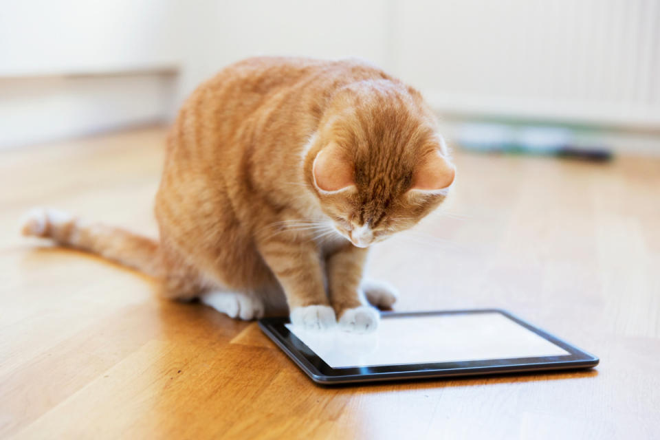 Ginger cat watches cat TV an iPad