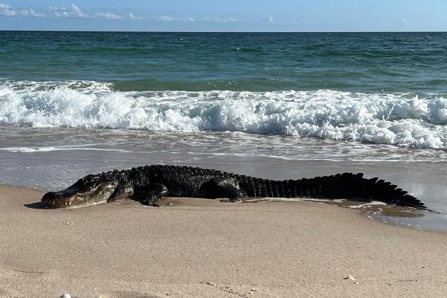 10-Ft. Alligator Spotted on a Florida Beach