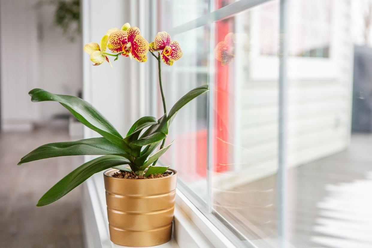 best indoor plants moth orchid