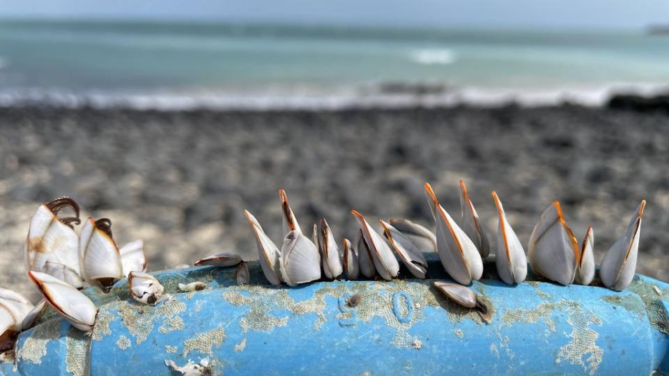 浙江浮球上的鵝頸藤壺與苔癬蟲。圖片來源：胡介申