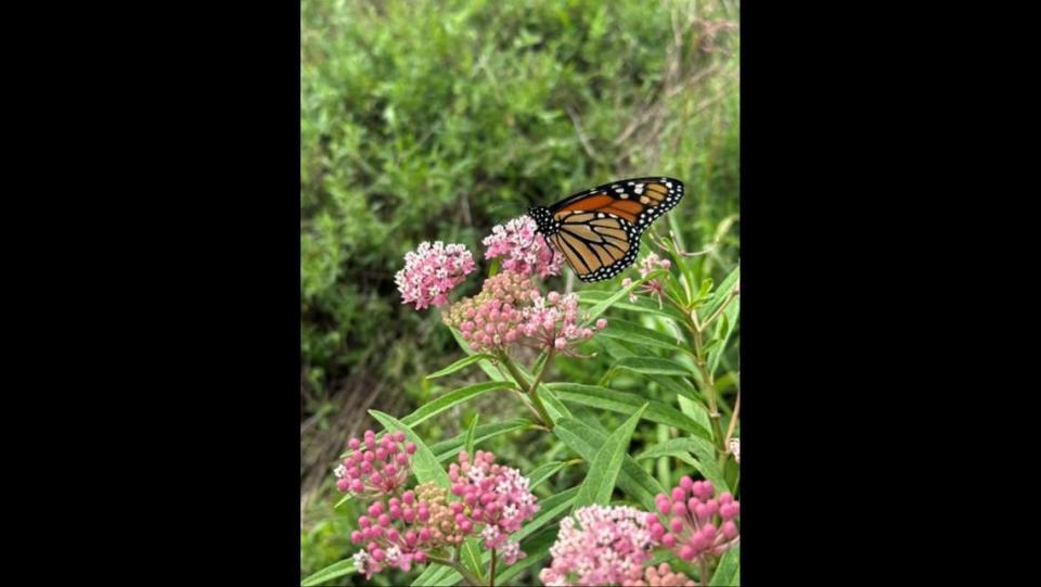 A presentation on native plants and pollinators is part of the festivities at Saturday’s Riverlands Native Plant Festival in West Alton, Missouri.