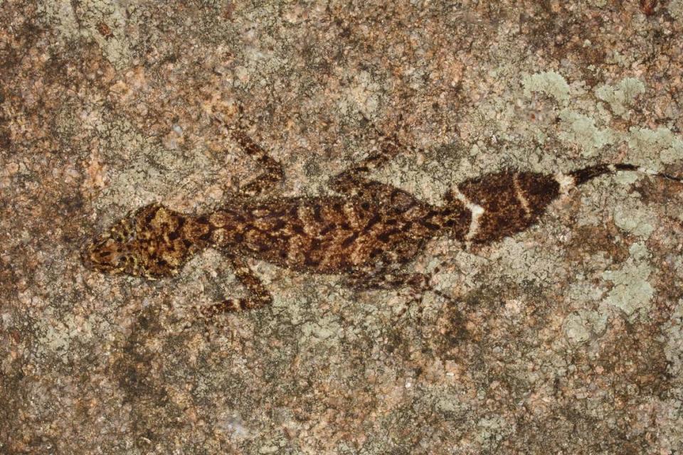 A photo showing the coloring of a Scawfell Island leaf-tailed gecko.