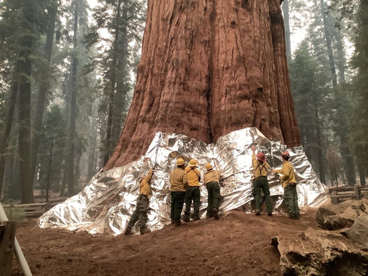 Firefighters and natural resource specialists wrap the General Sherman Tree in protective material amid wildfire threat in 2021.