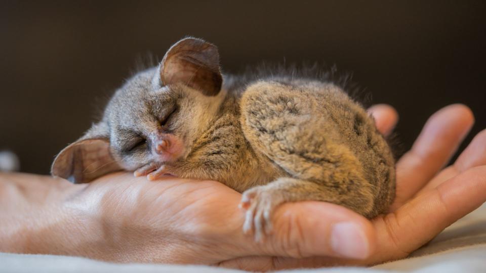 Most unusual pets - Bush Baby