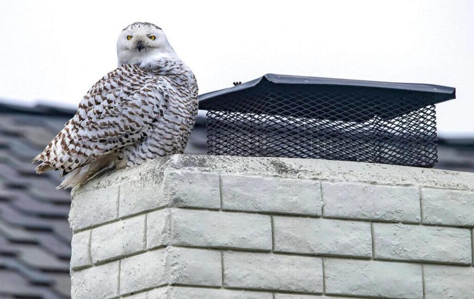 A snowy owl perches on the top of a chimney of a home in Cypress, Calif., on Tuesday afternoon, Dec. 27, as bird watchers and photographers gather on the street below to see the very unusual sight. (Mark Rightmire/The Orange County Register via AP)