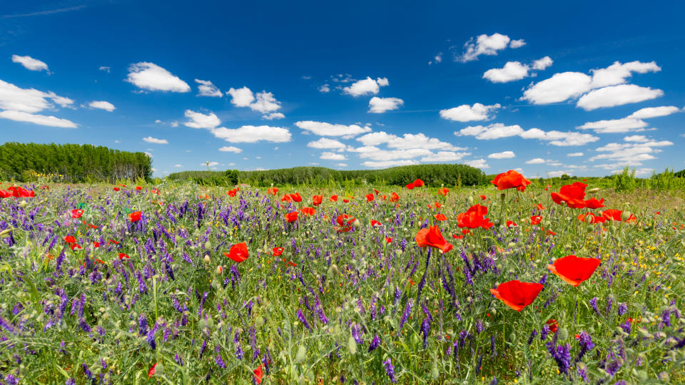 Natural view spring summer flower blooming in the garden green grass background. Sunny day zen garden colorful nature background