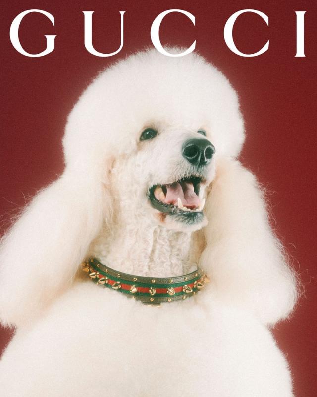 What's cuter than pets? Pets in the Gucci Pet Collection! - ELLE DECOR