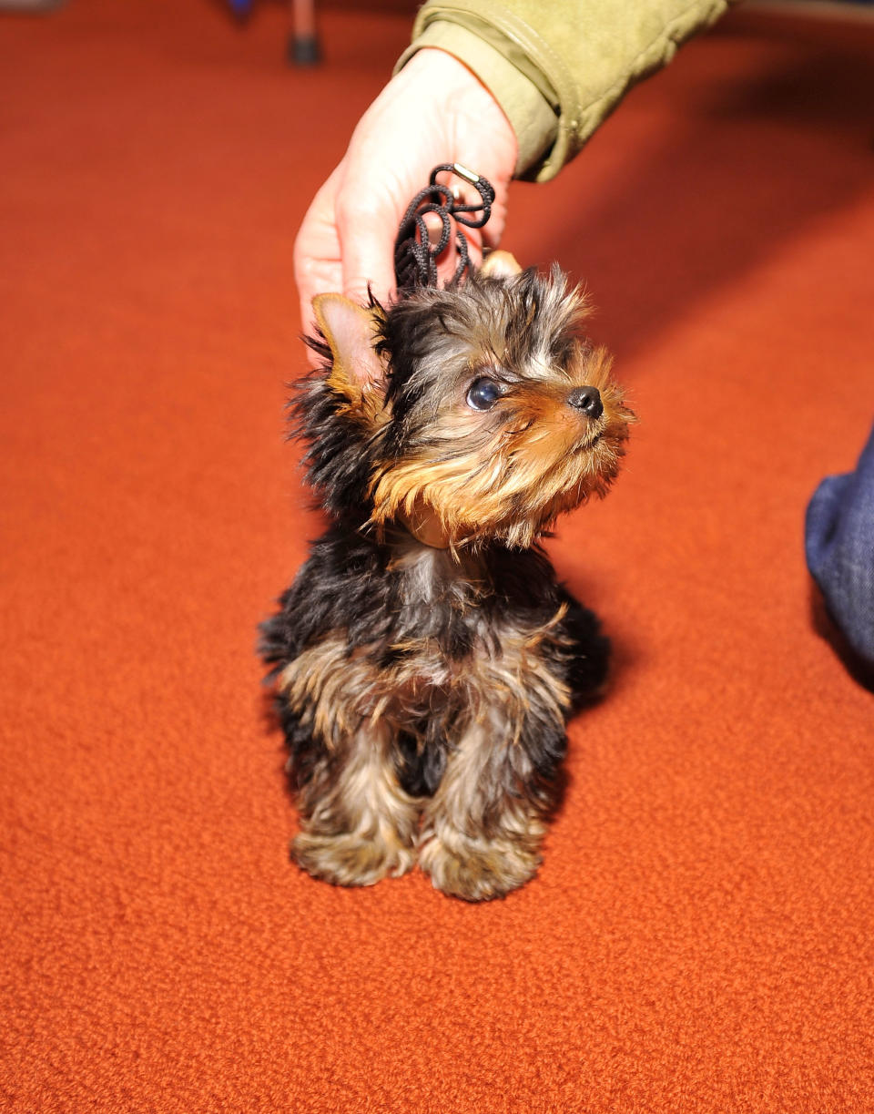 American Kennel Club Announces Most Popular Dogs In The U.S.