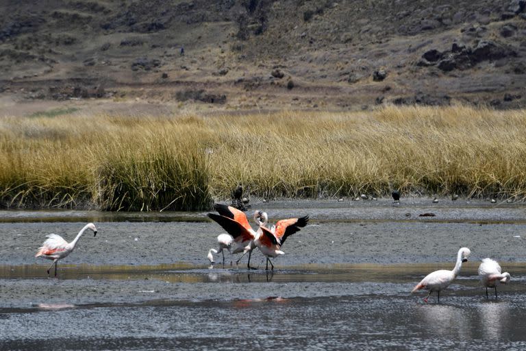 Los niveles de agua en el lago disminuyen rápidamente después de una ola de calor invernal sin precedentes; esto afecta el turismo, la pesca y la agricultura, de las que dependen los lugareños