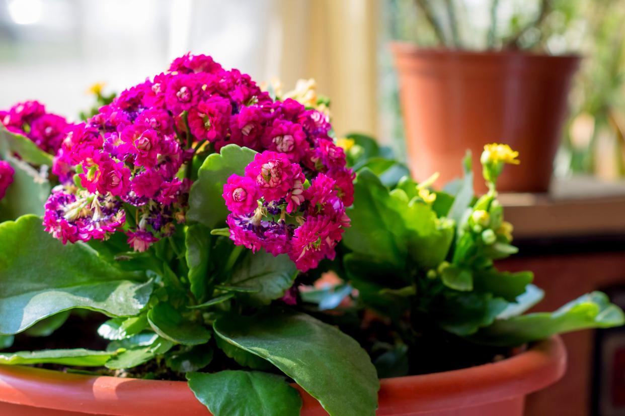 Pink Kalanchoe flowers in the interior, flowers in a pot, houseplants. Colorful small flowers of Kalanchoe close-up