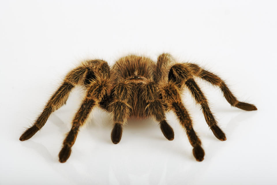 Chilean Rose Tarantula (Grammostola rosea)