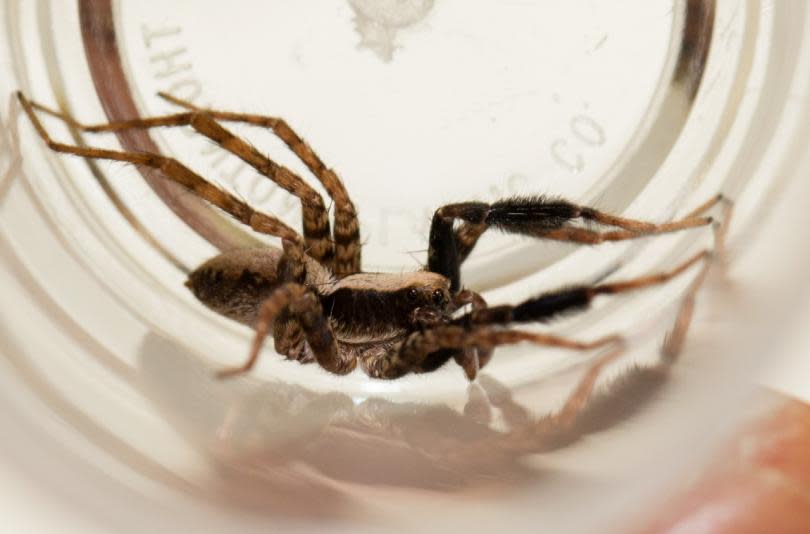 wolf-spider1