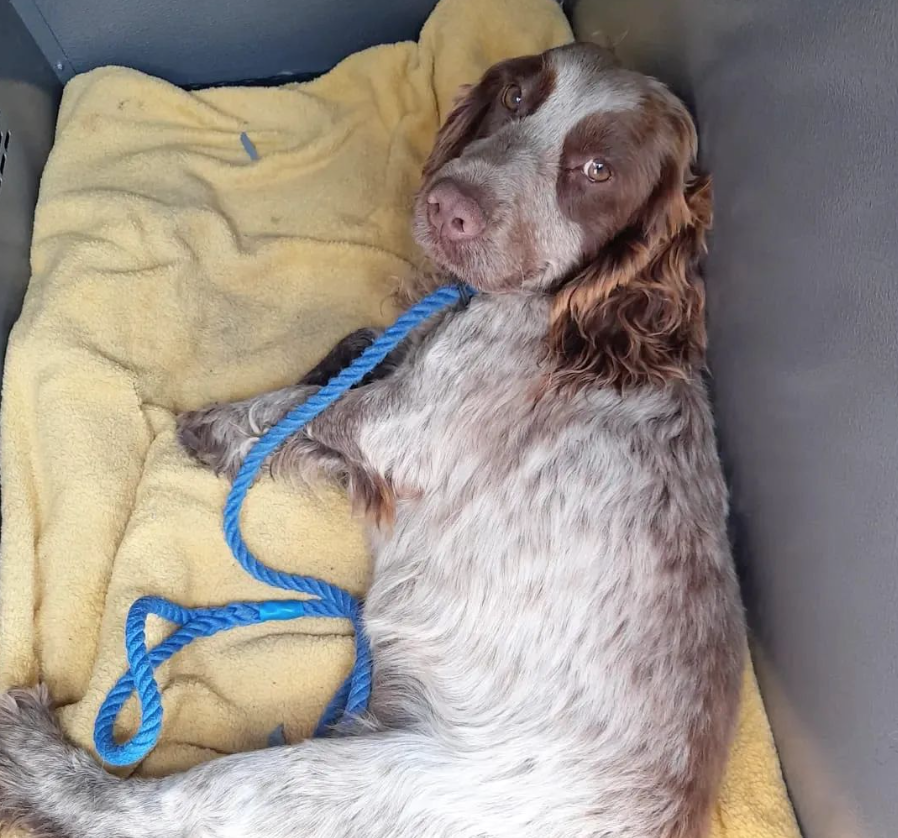 Beethoven the cocker spaniel was found unable to walk and may possibly have been thrown from a moving car. (Facebook/Swale Borough Council Stray Dog Service)