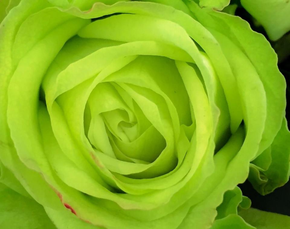 Green Roses