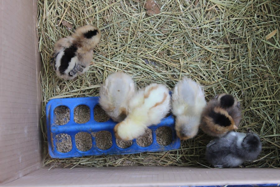 Chicks at the petting zoo