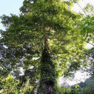 古林咖啡園區有一株高齡500歲的烏心石大樹爺爺，是園區的守護神木。（圖：林菁川提供）