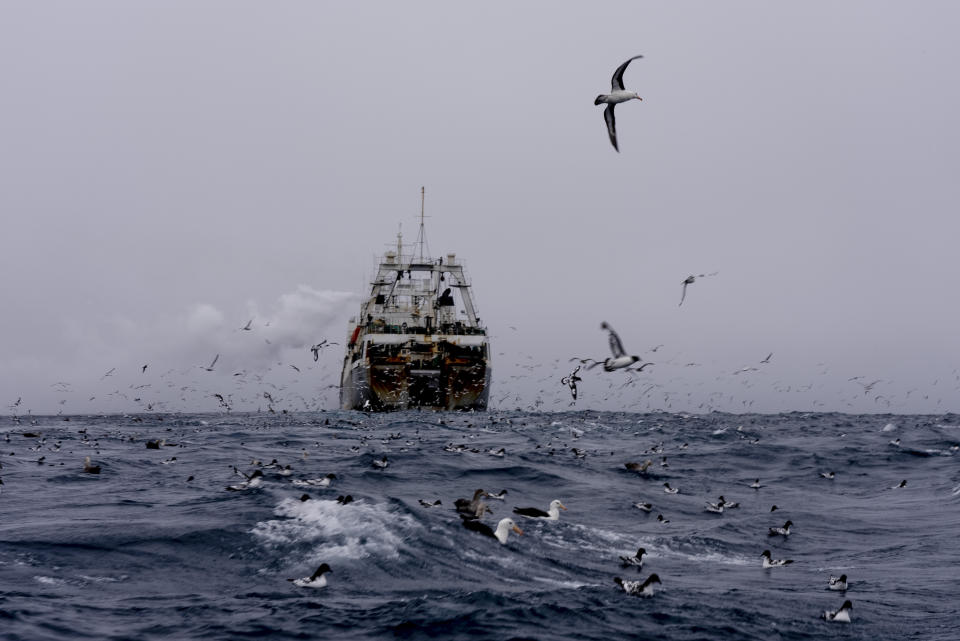 China's Long Fa fishing vessel is followed by flocks of seabirds in the Southern Ocean off the coast of the South Orkney Islands, north of the Antarctic Peninsula, on March 10, 2023. While krill fishing is banned in U.S. waters due to concerns it could impact whales, seals and other animals that feed on the shrimp-like creatures, it’s been taking place for decades in Antarctica, where krill are most abundant. (AP Photo/David Keyton)