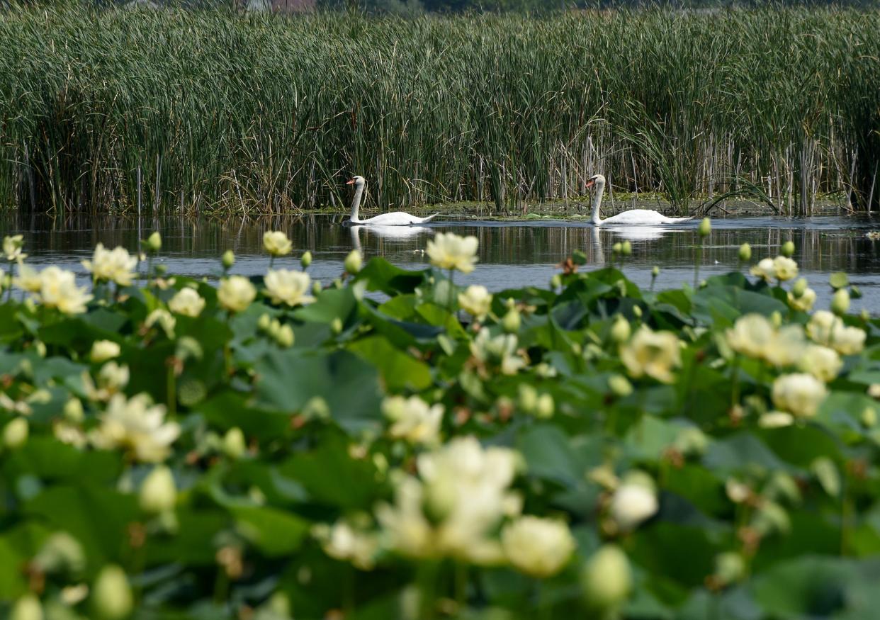 A pair of swans glide through the marsh, seen amid hundreds of lotus flowers near the Sterling State Park boat launch during July 2021.