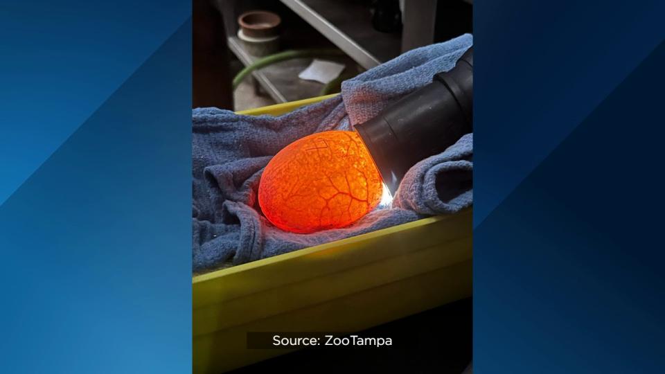 For the first time ever, ZooTampa at Lowry Park hatched endangered Komodo dragons.