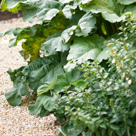 Rhubarb for pies