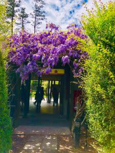 除櫻花外，3、4月浪漫紫藤花在茶園步道的紫藤棚架盛開。| Aside from the beautiful pink petals, another beloved flower of spring – wisteria, will bloom in March and April. (Courtesy of Wuling Farm)