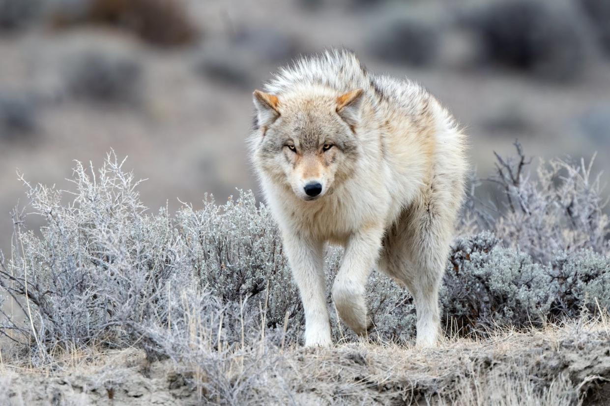 A wild gray wolf at Yellowstone National Park near Mammoth Hot Springs, Montana. <a href="https://www.gettyimages.com/detail/photo/grey-wolf-looking-at-camera-in-yellowstone-national-royalty-free-image/1442648293?phrase=gray+wolf&adppopup=true" rel="nofollow noopener" target="_blank" data-ylk="slk:John Morrison/iStock via Getty Images Plus;elm:context_link;itc:0;sec:content-canvas" class="link ">John Morrison/iStock via Getty Images Plus</a>