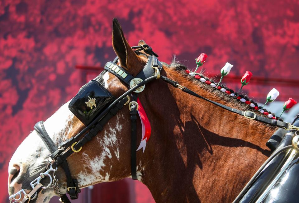 One of the Budweiser Clydesdales walks down to get hitched up to the beer wagon in Palm Desert, Calif., Wednesday, April 27, 2022.