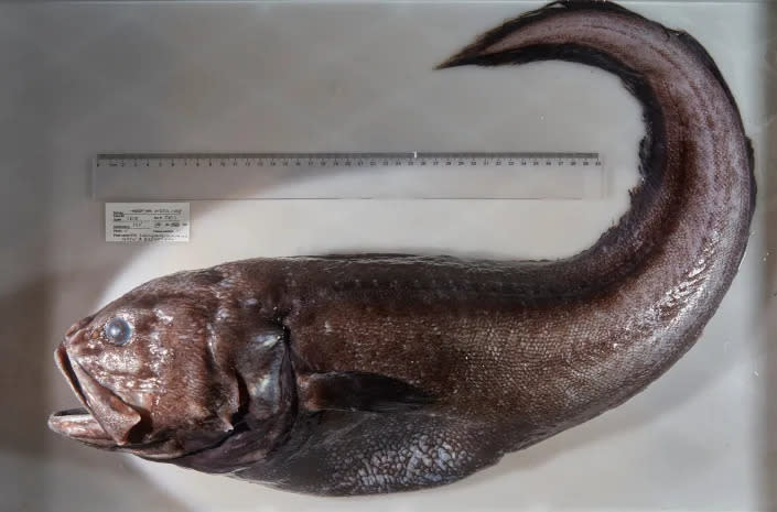 Una anguila Lamprogrammus.