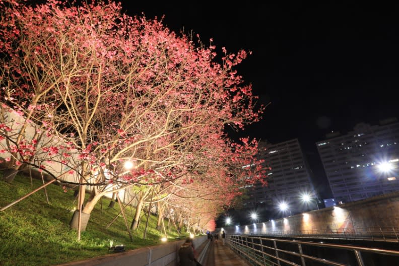 樂活公園沿內溝溪的櫻花林映照在燈光之下，是下班後賞櫻的幽靜地點。