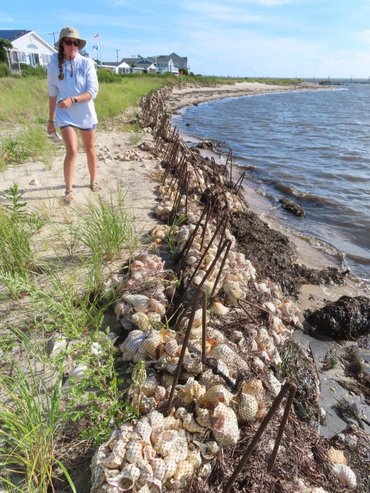 Julie Schumacher of the American Littoral Society walks along a badly eroded shoreline in Lacey Township, N.J. on Aug. 16, 2022 where her group is conducting a shoreline stabilization project, establishing oyster colonies near the shoreline to blunt the force of incoming waves. (AP Photo/Wayne Parry)