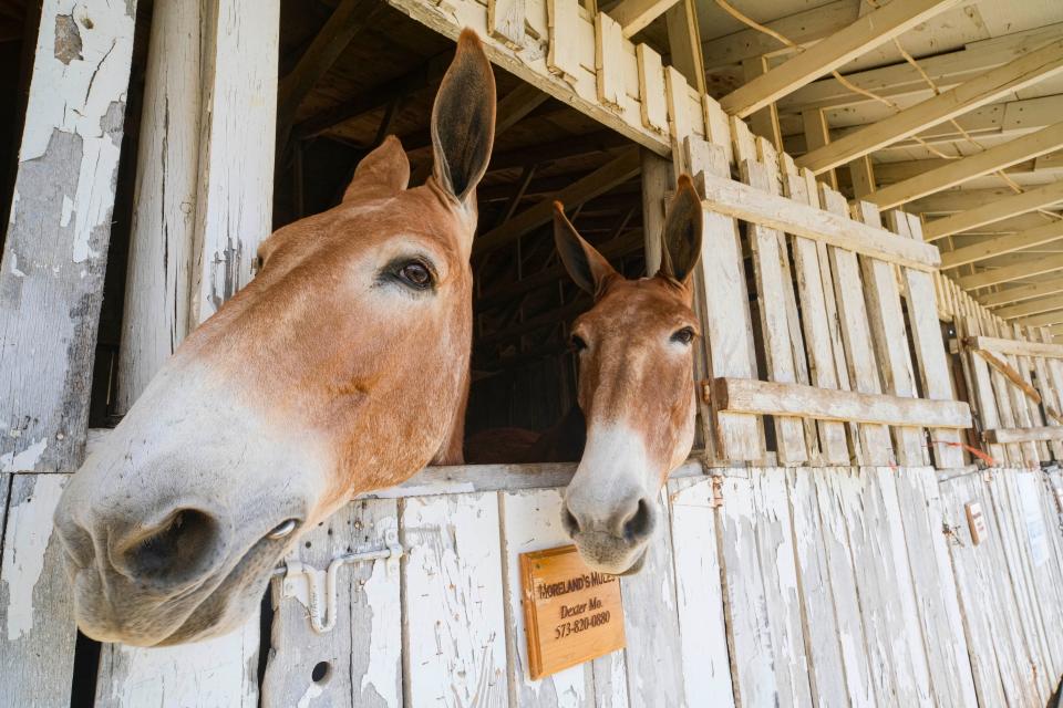 Two curious mules are boarded in a barn at Maury County Park during Mule Day festivities on April 4, 2024.