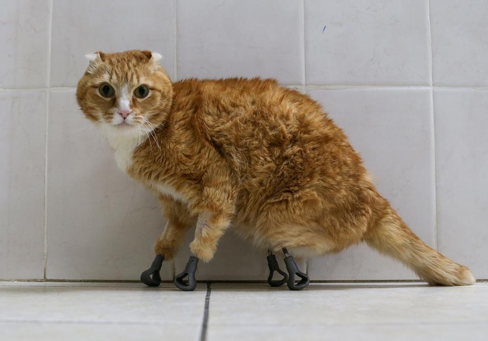 Ryzhik the cat, who lost all four paws and got 3D-printed titanium prosthetics in 2019, is seen at the veterinarian clinic in Novosibirsk, Russia February 2, 2020.