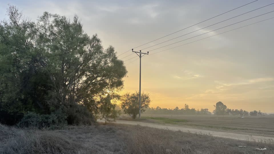 The tree where Aliza hid next to farmland near the festival. - Rebecca Wright/CNN