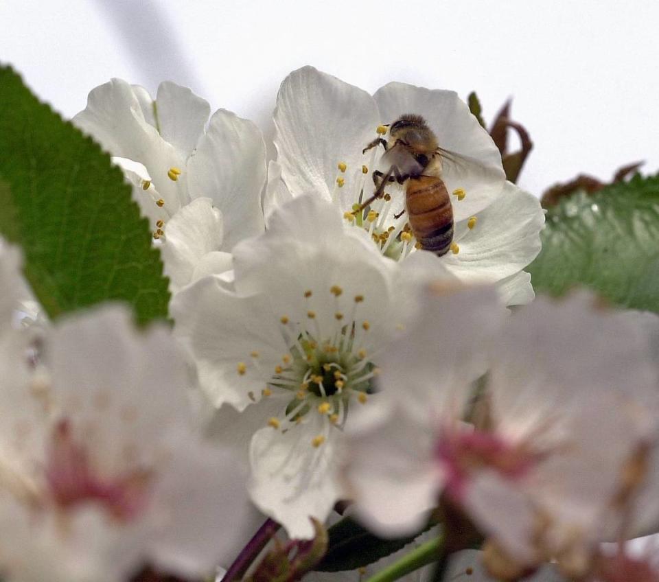 In this 2005 file photo, a honey bee works the petals of a blossoming cherry tree north of Modesto, trying to beat the oncoming rain storm in the endless search for nectar two days before the vernal equinox.