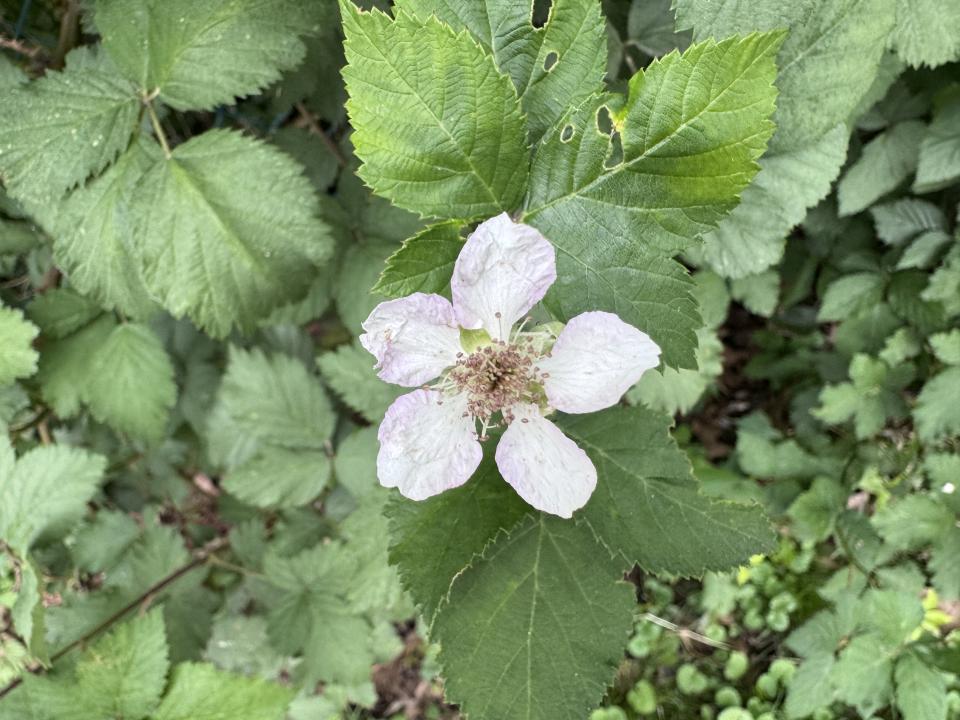 Apple iPhone 15 Pro macro sample .