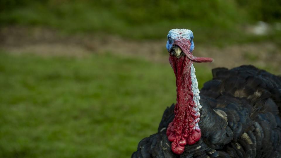 black turkey with blue head