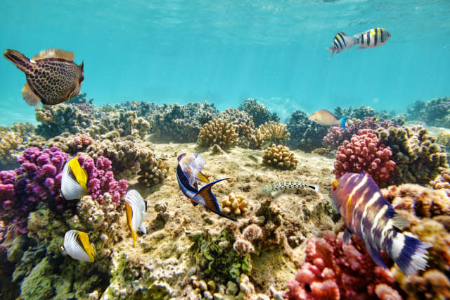 Underwater world with corals and tropical fish.