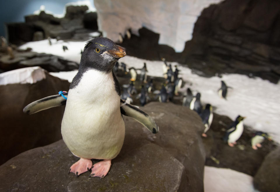 This undated image released by SeaWorld Parks & Entertainment, Inc. shows a rockhopper penguin at Antarctica: Empire of the Penguin, a new attraction at SeaWorld Orlando. The attraction opens Friday, May 24, 2013. (AP Photo/SeaWorld Parks & Entertainment, Inc.)