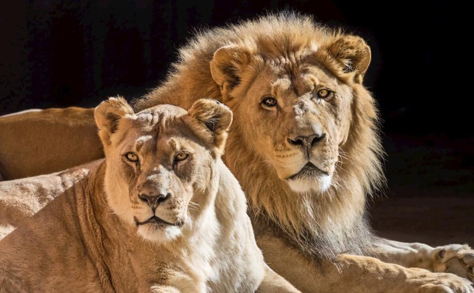 Hubert (right) and Kalisa spent years as devoted companions. (Photo: Los Angeles Zoo)