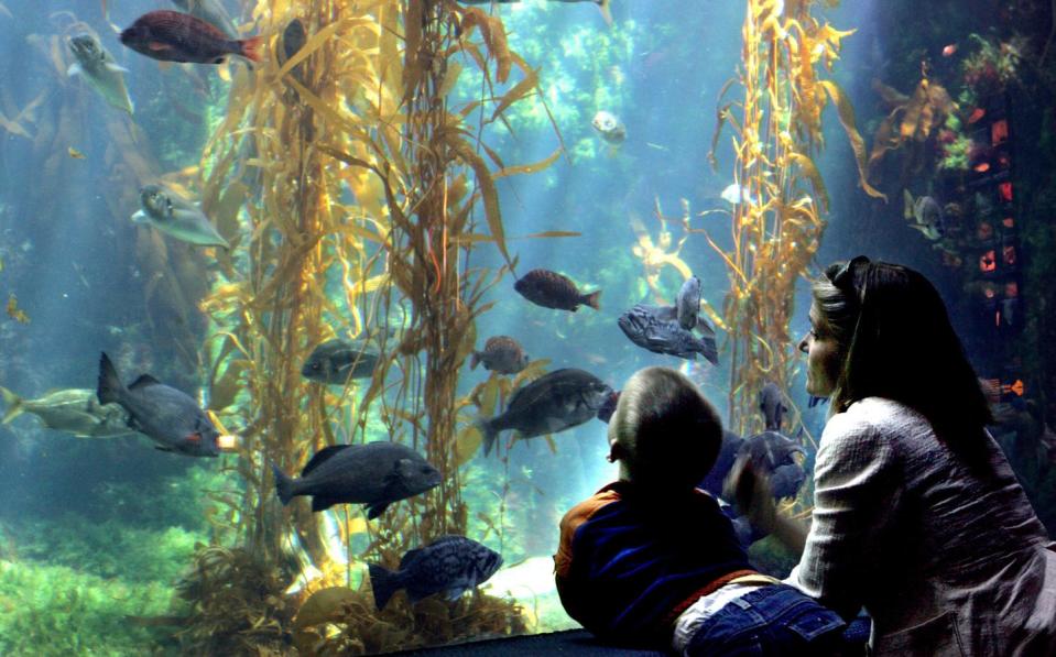 19) Meet aquatic wildlife at Birch Aquarium.