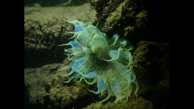 Lightbulb' creature — with translucent tentacles — is new species