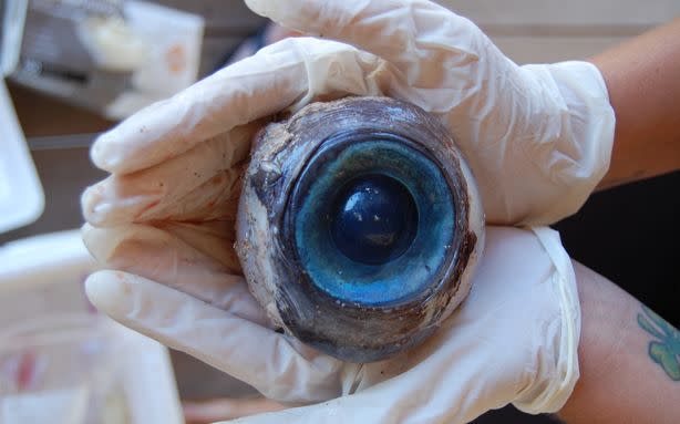 Mystery Solved: 'Softball-Sized Eyeball' Likely Belongs To A