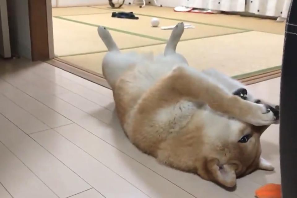 ▲日本一隻柴犬因為太快吃完飼料而浮誇地表現懊悔！（圖／twitter帳號Shibamugi28）