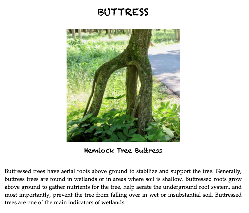 A photo of a buttressed hemlock tree from the new book by Virginia Jones Maher, "The Forest."