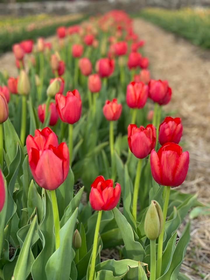 Local tulips starting to bloom in Easton, Massachusetts.